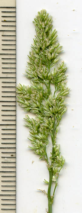  Polypogon viridis